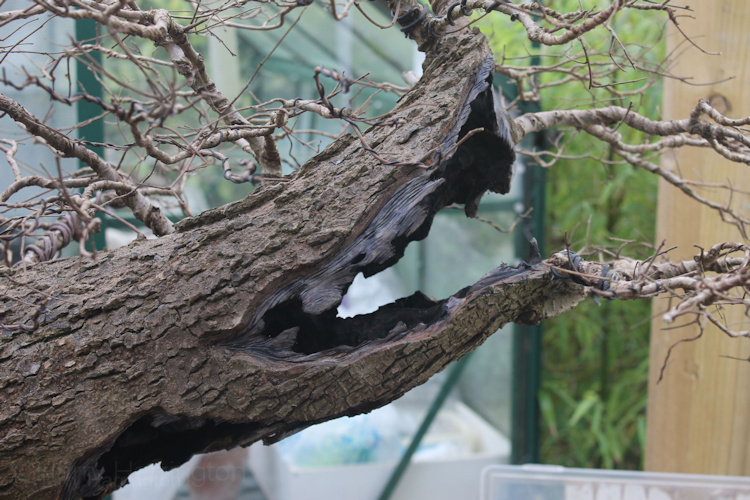 elm bonsai deadwood